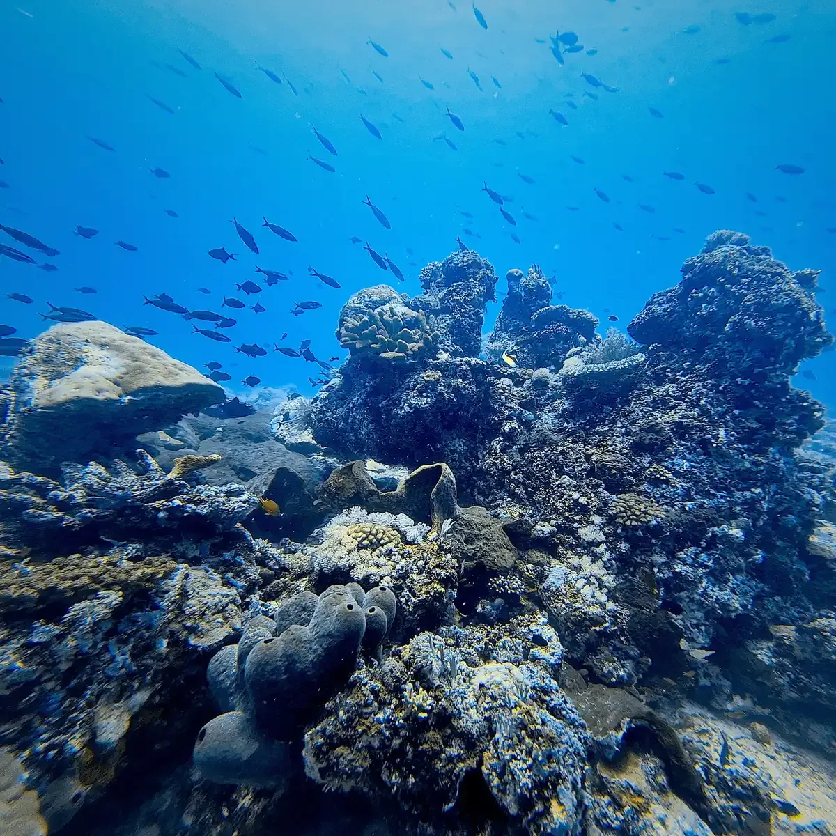 Coral reef with tropical fish and diver