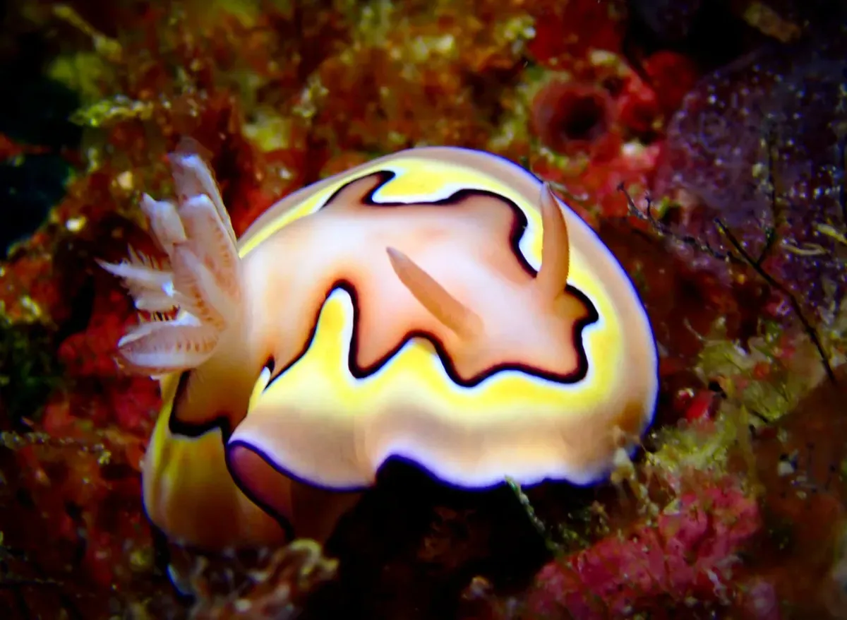 Colorful nudibranch on coral