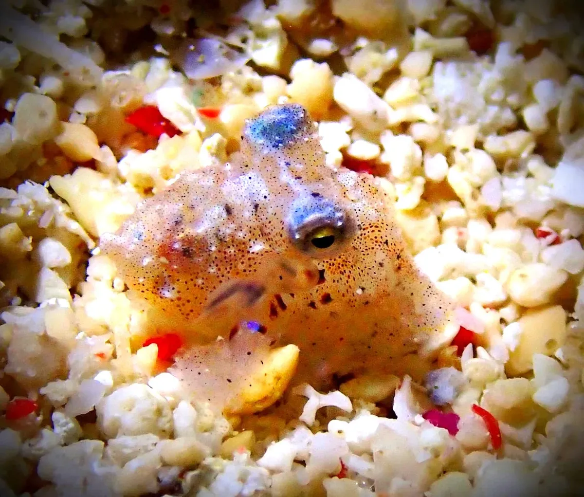 Underwater reef scenery