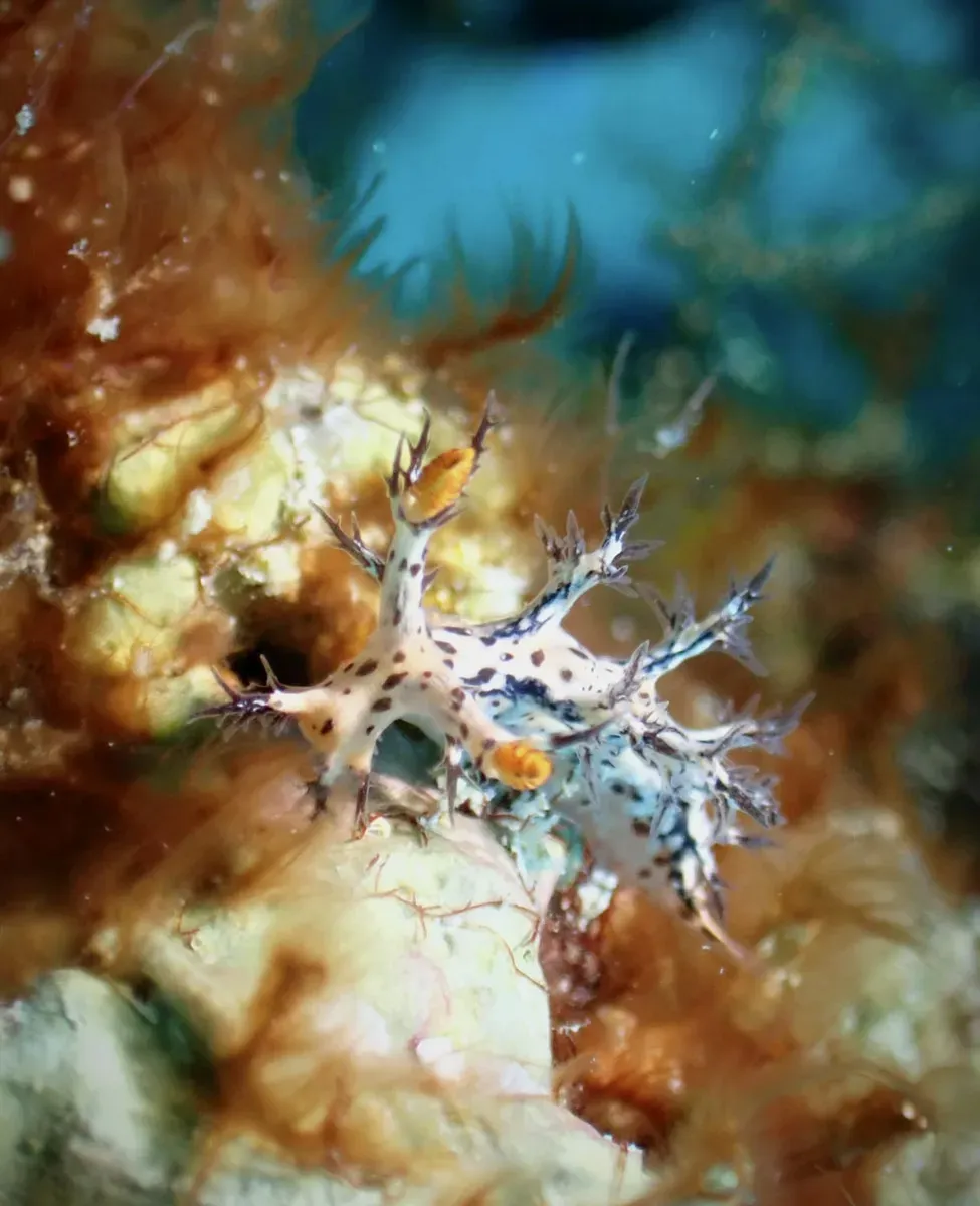 Nudibranch on coral
