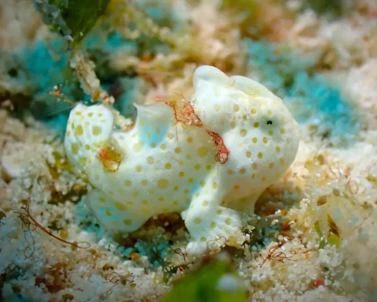 White frogfish on coral